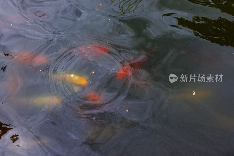 在Nezahat Gokyigit公园的湖中，橙色的鱼